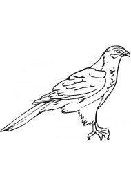 Jastrząb