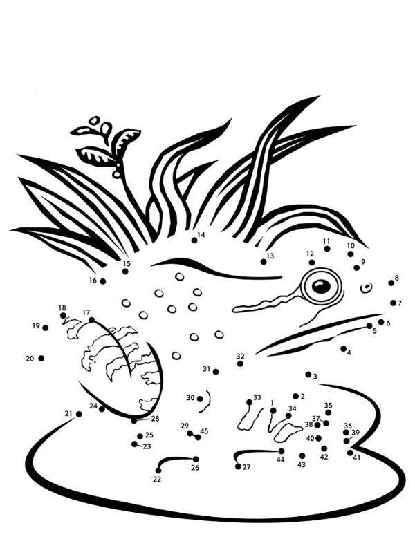 Połącz numery żaba