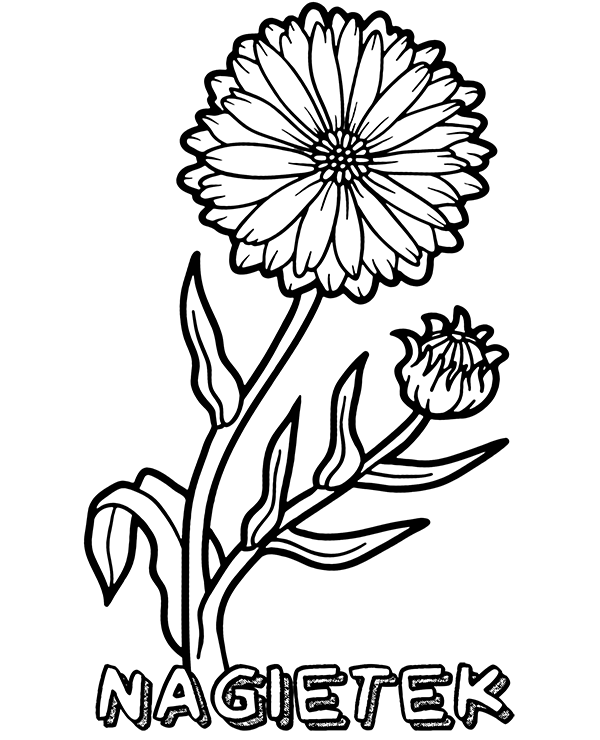 Kwiat nagietek kolorowanka do wydruku