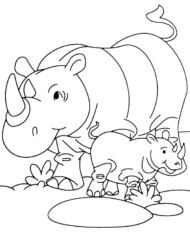 Nosorożce kolorowanki zwierzęta Afryki