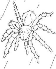 Duży pająk kolorowanka tarantula