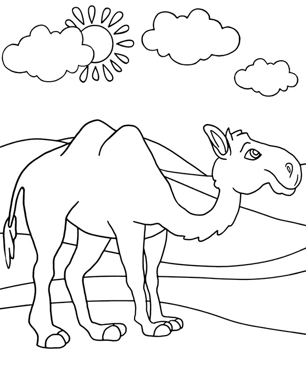 Darmowa kolorowanka wielbłąd na pustyni
