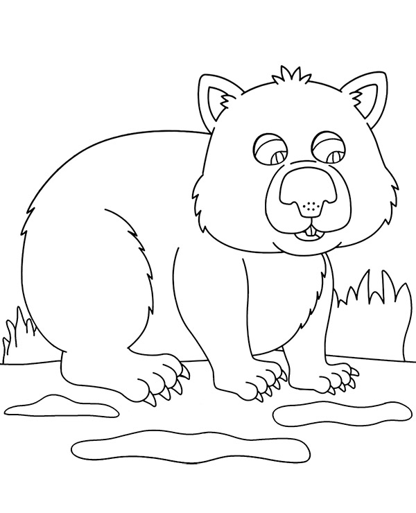 Wombat kolorowanka do wydruku