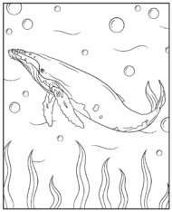 Humbak kolorowanka z wielorybem