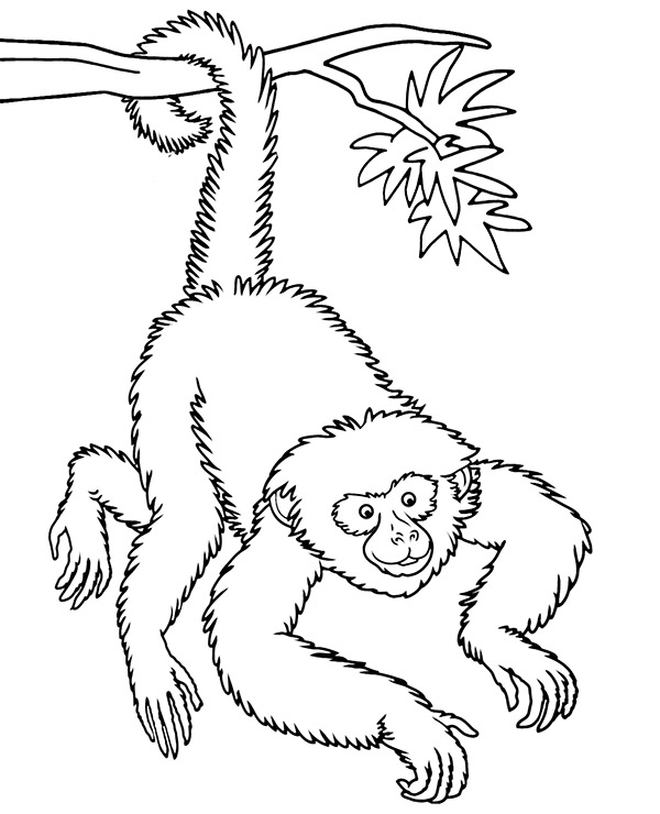 Małpa gibon kolorowanka do druku