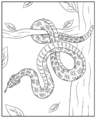 Grzechotnik kolorowanka z wężem