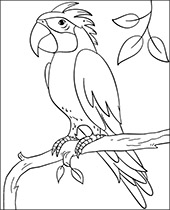 Kolorowanka z papugą kakadu