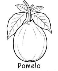 Pomelo kolorowanka do wydruku owoc cytrusowy rysunek