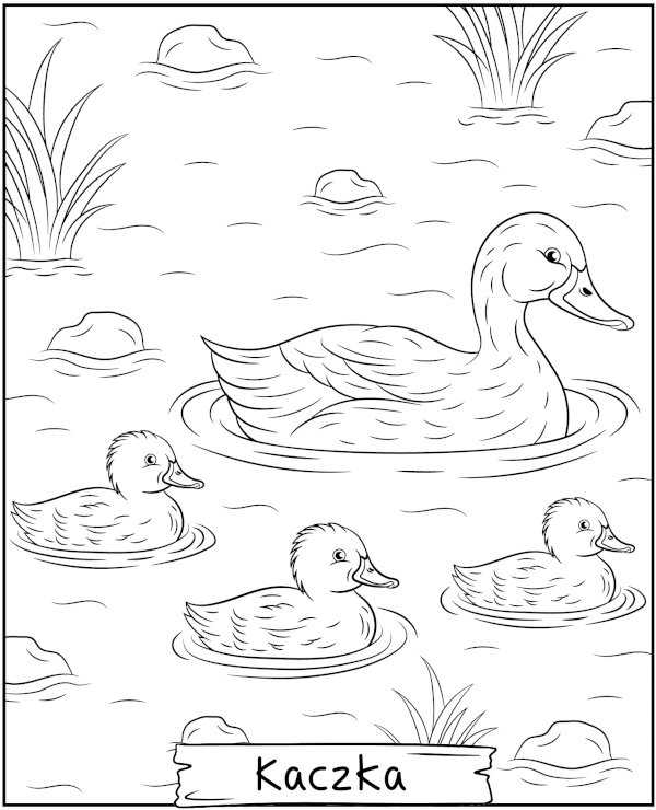 Darmowa kolorowanka kaczki w stawie