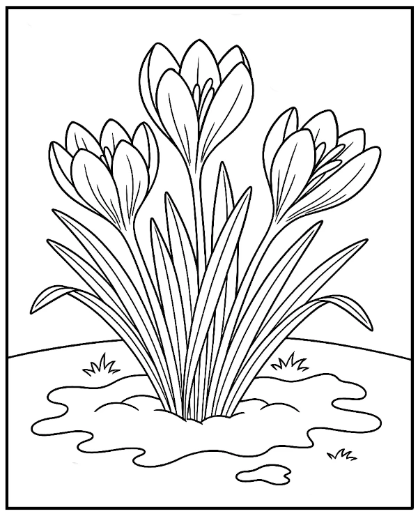 Kwitnące krokusy kolorowanka wiosna