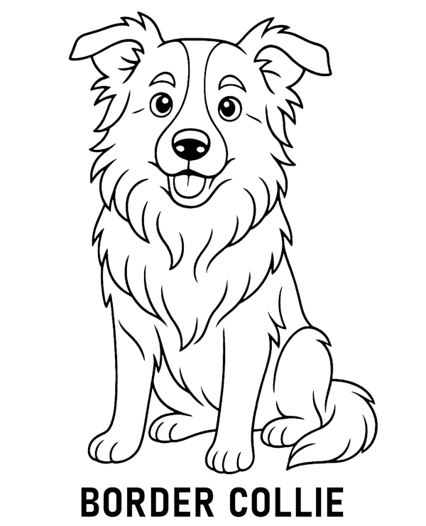Pies border collie kolorowanka do druku