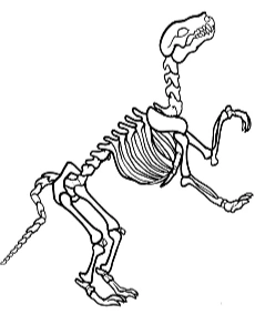 Kolorowanka ze szkieletem dinozaura Veliceraptor